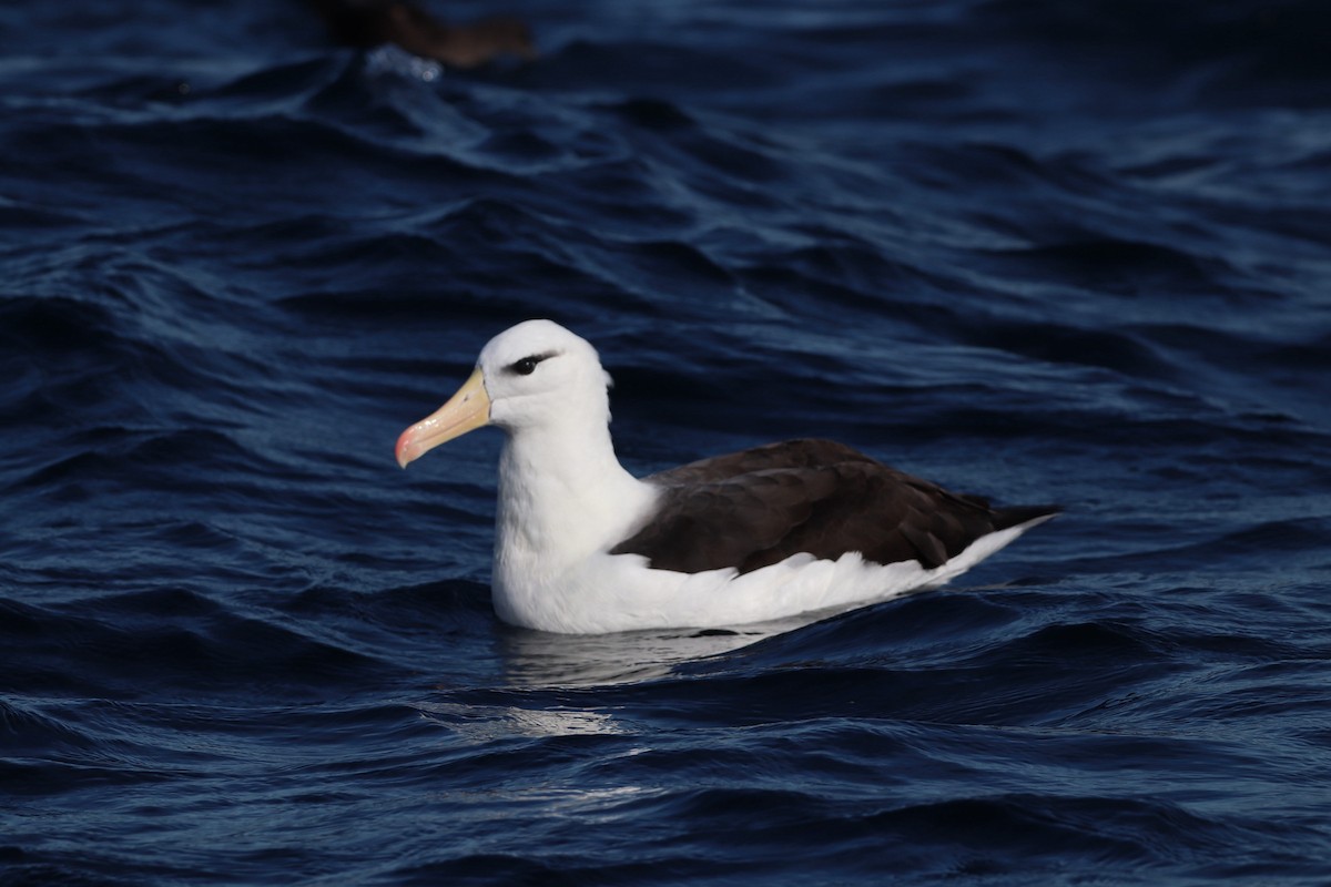 Albatros Ojeroso (melanophris) - ML620211383