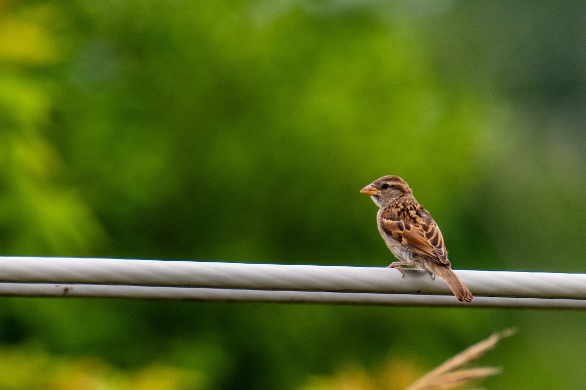 House Sparrow - ML620211387