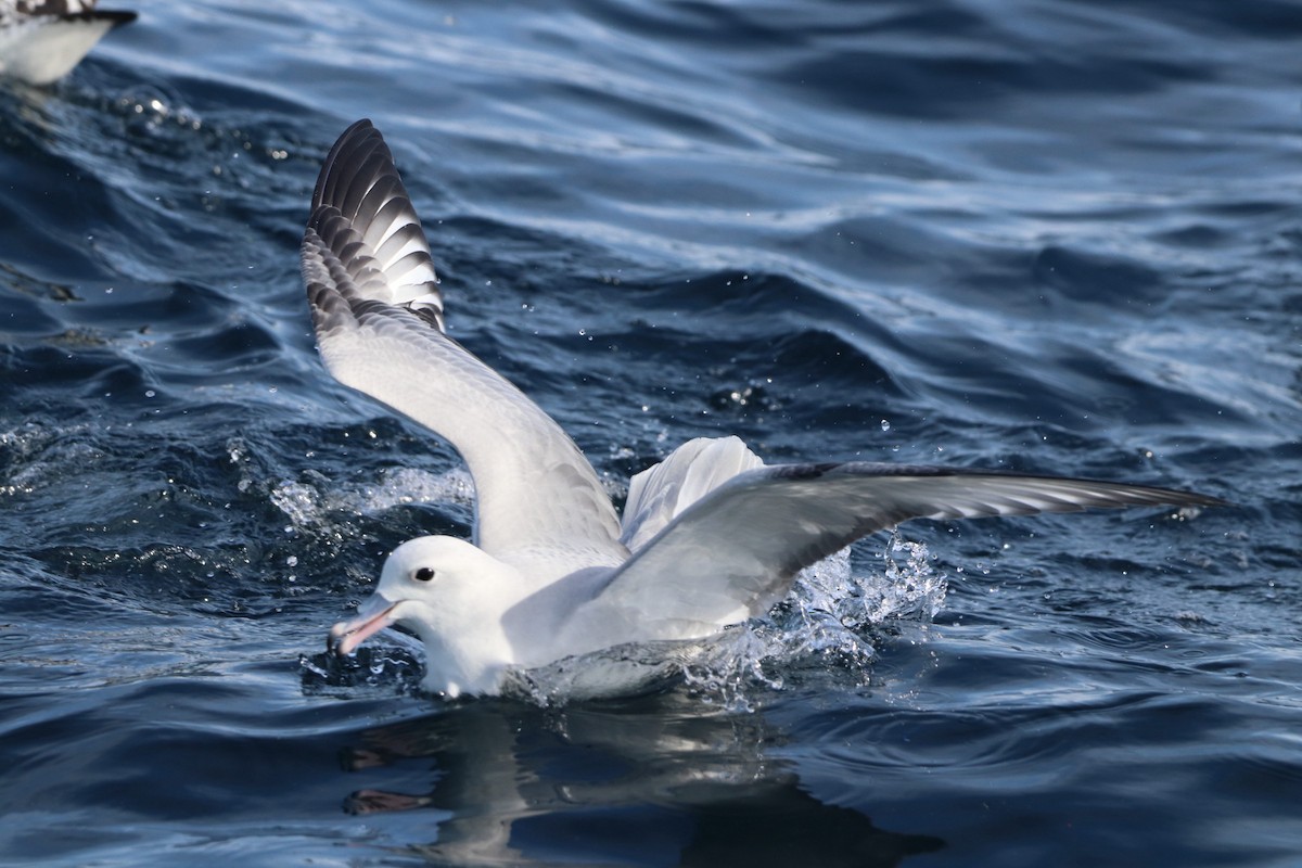 Fulmar argenté - ML620211389