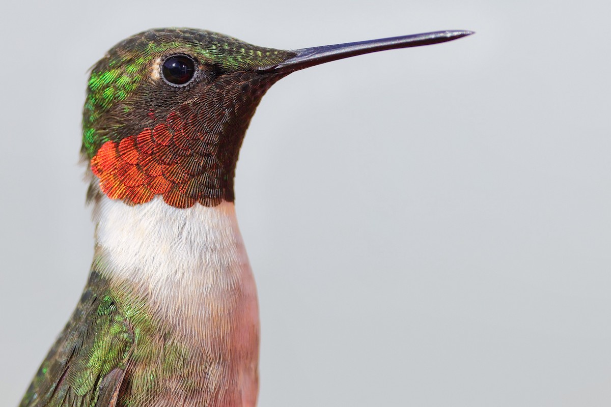 Colibri à gorge rubis - ML620211398