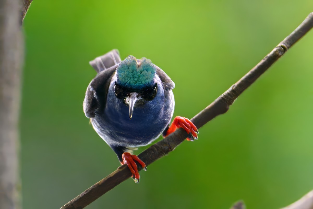 Red-legged Honeycreeper - ML620211408