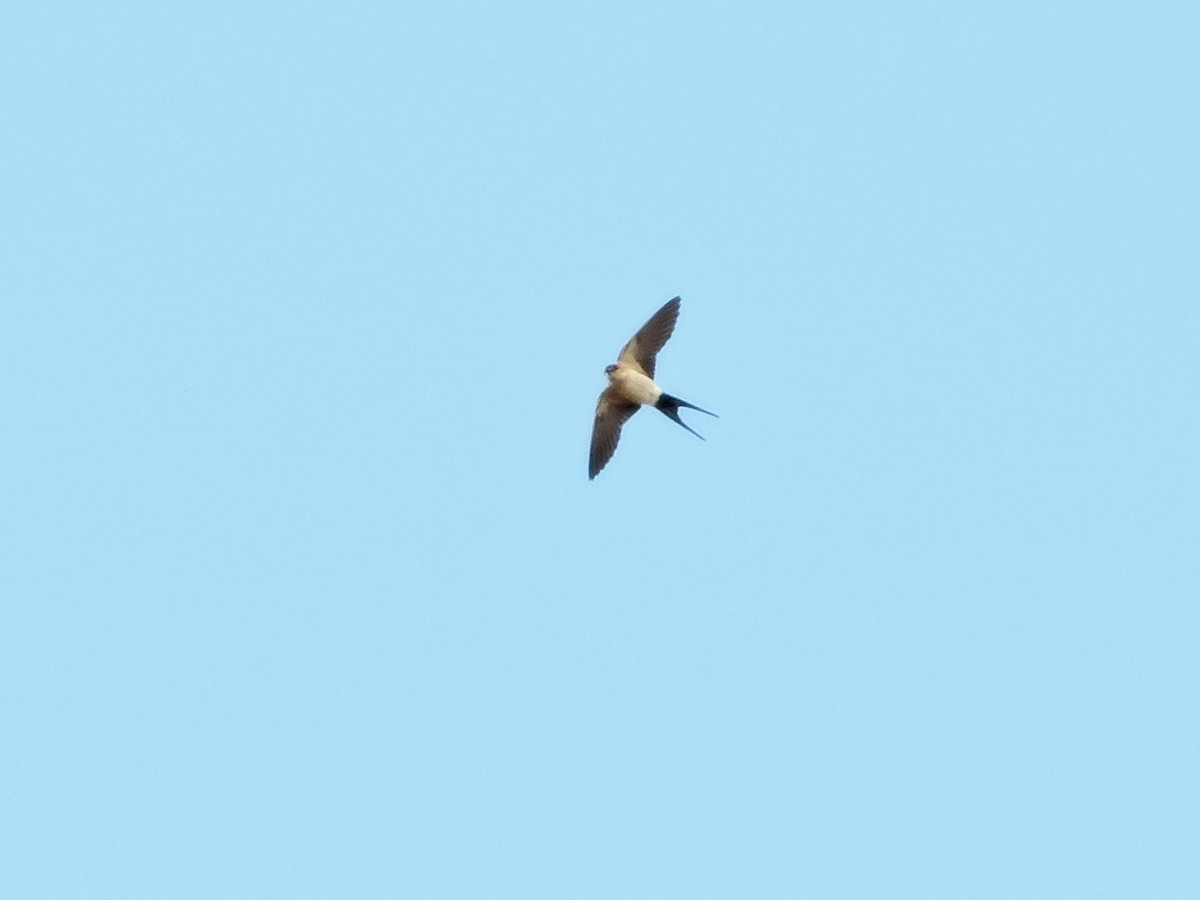 Red-rumped Swallow - ML620211417