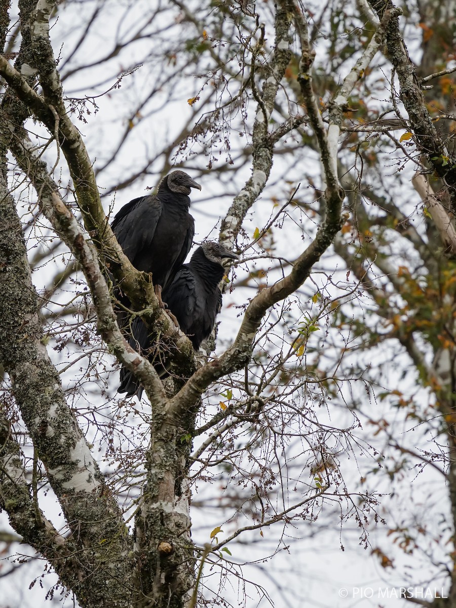 Black Vulture - ML620211419