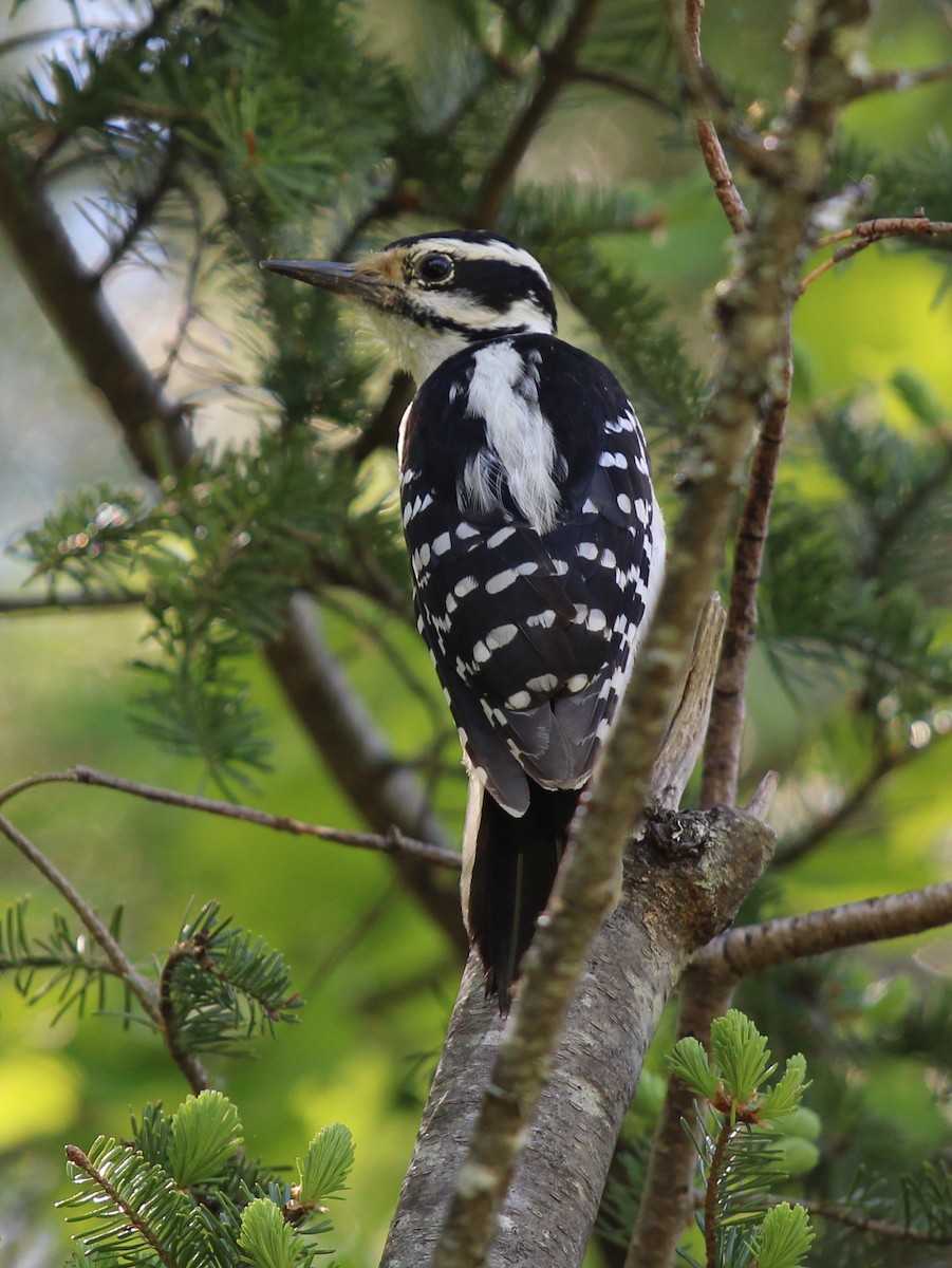 Hairy Woodpecker - Bob Heitzman