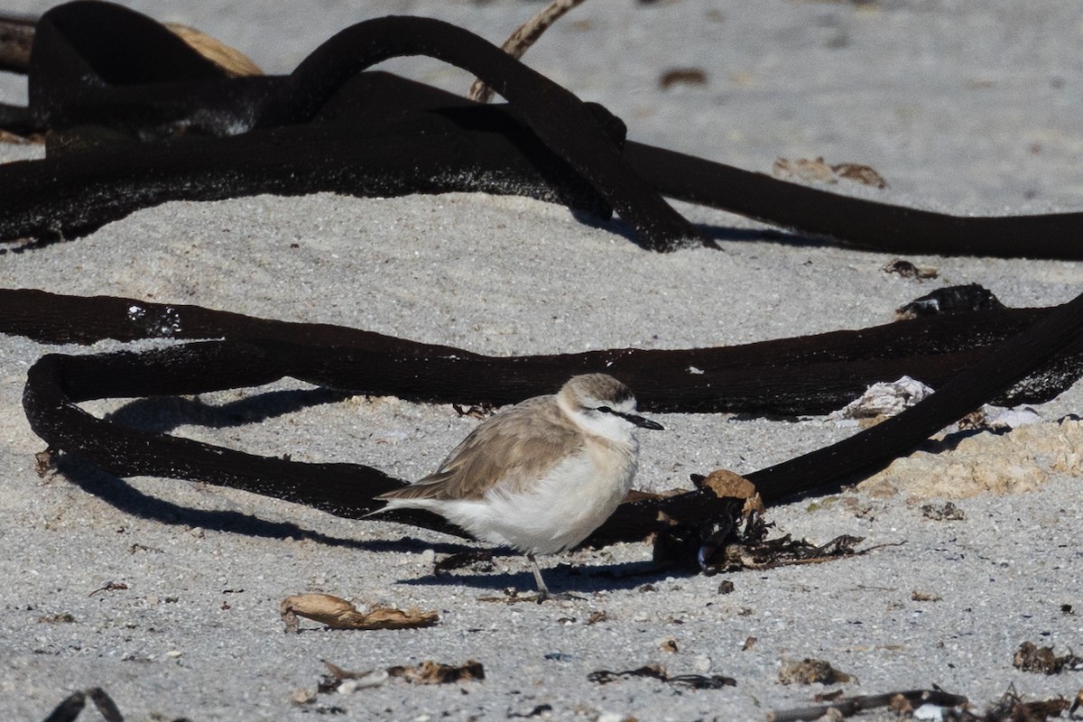 White-fronted Plover - ML620211430