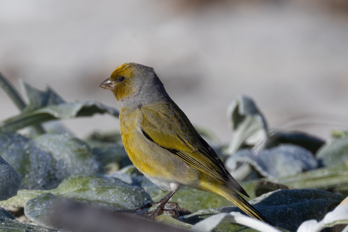 Cape Canary - ML620211436