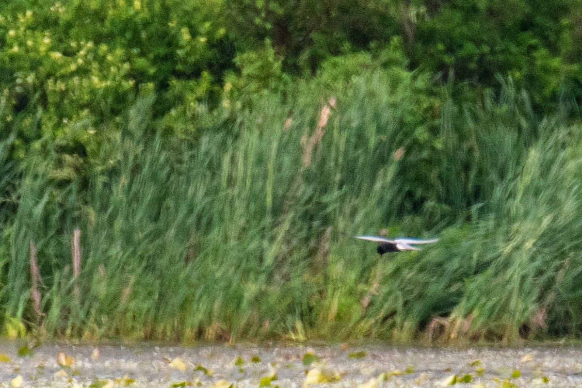 Black Tern - ML620211446