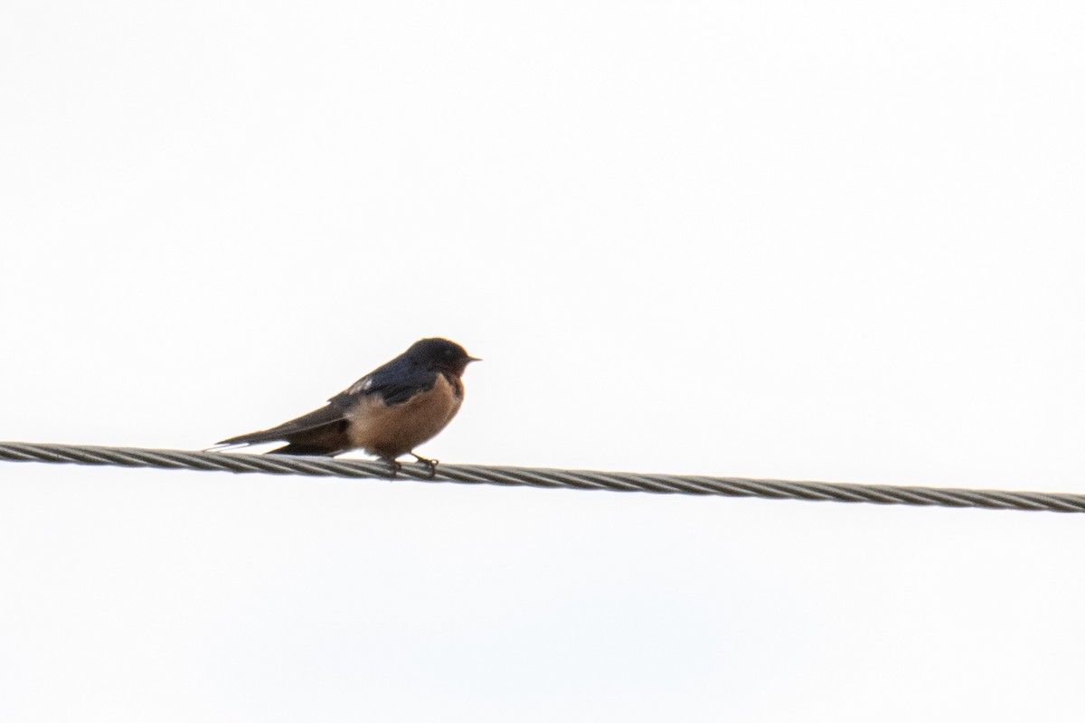Barn Swallow - ML620211479
