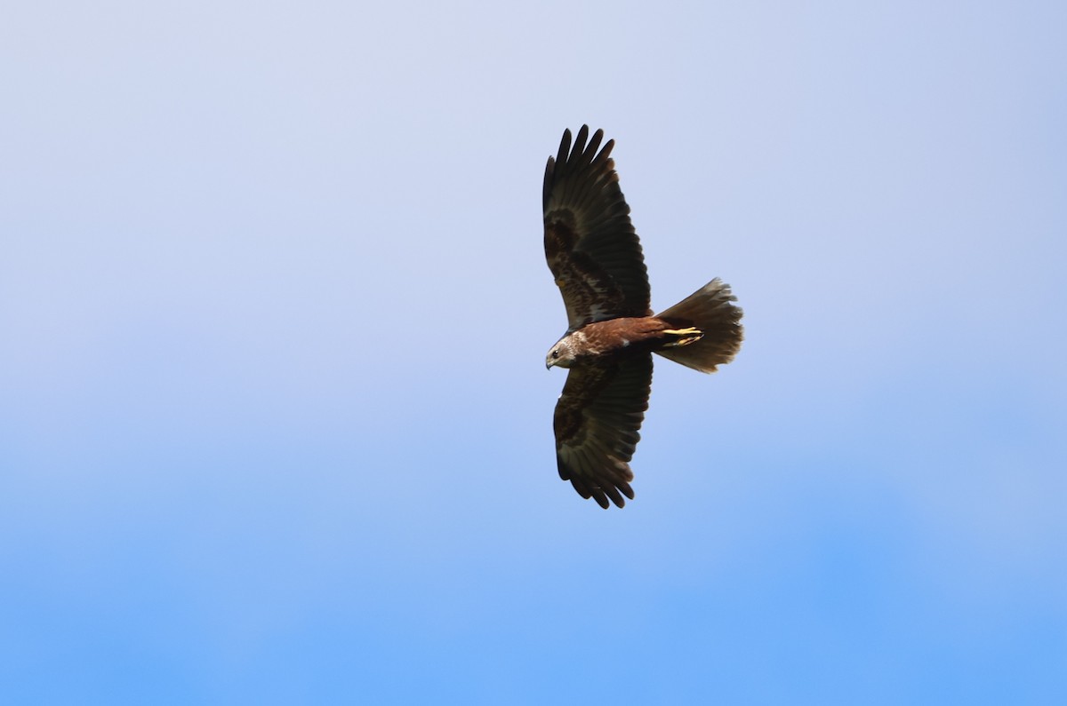 Western Marsh Harrier - ML620211482