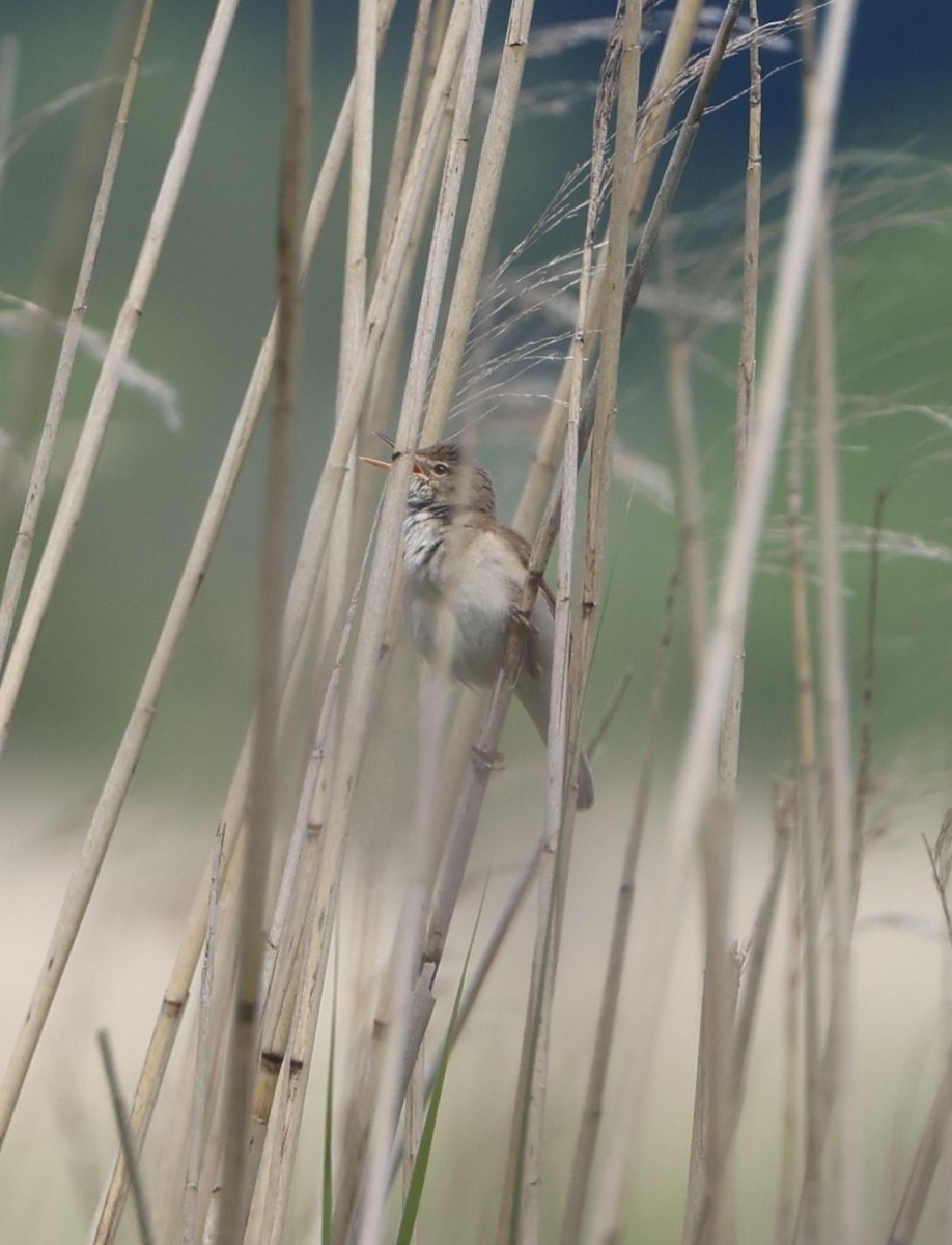 Common Reed Warbler - ML620211489