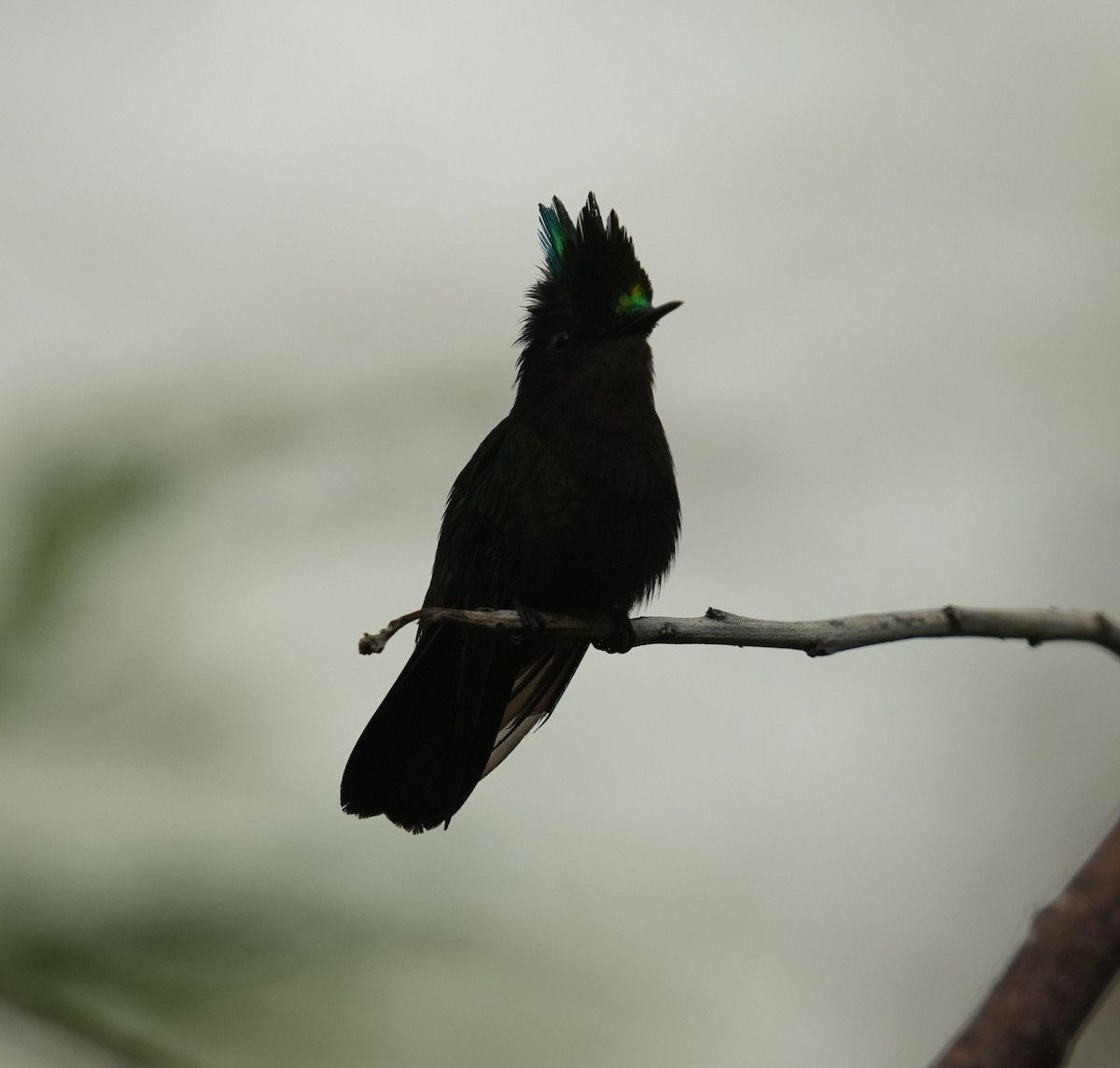 kolibřík chocholatý - ML620211495
