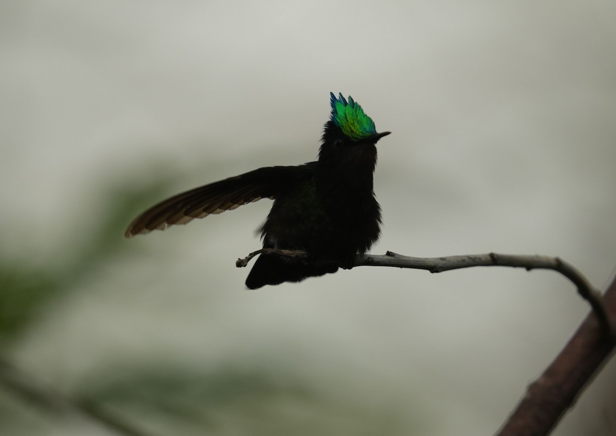 Antillean Crested Hummingbird - Romain Demarly