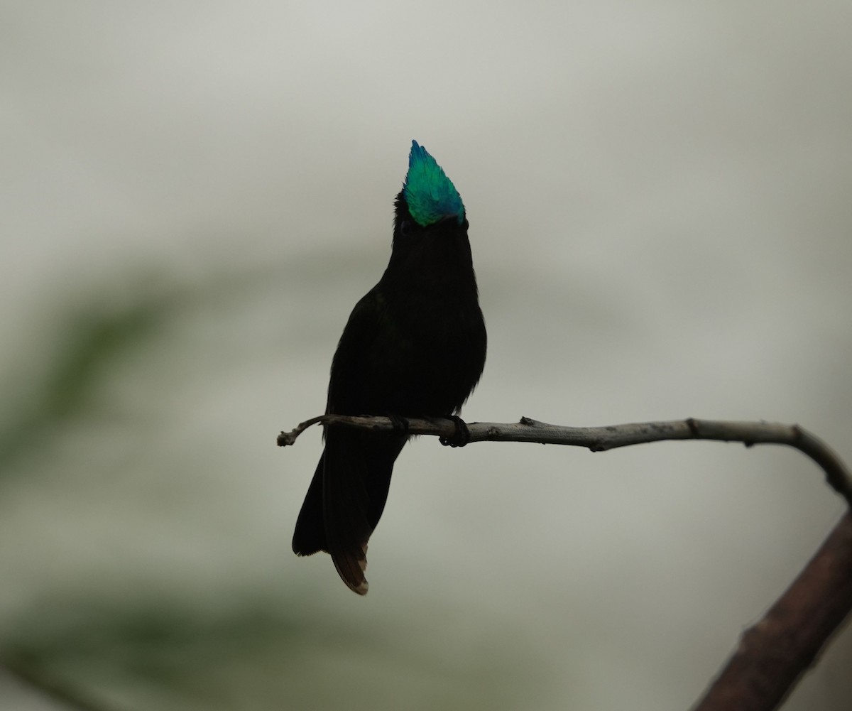 kolibřík chocholatý - ML620211497