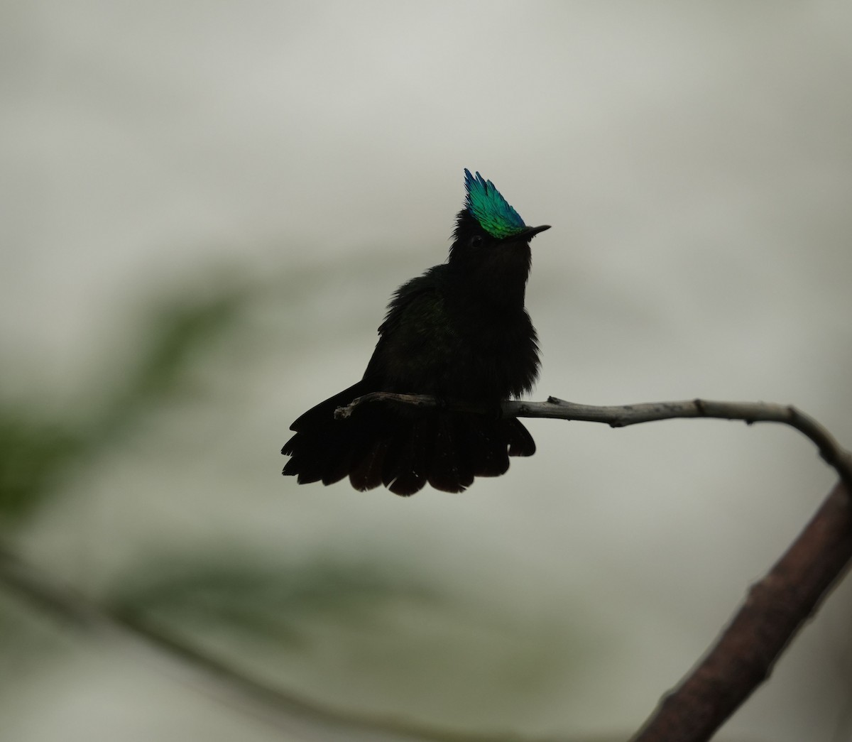 Antillean Crested Hummingbird - Romain Demarly
