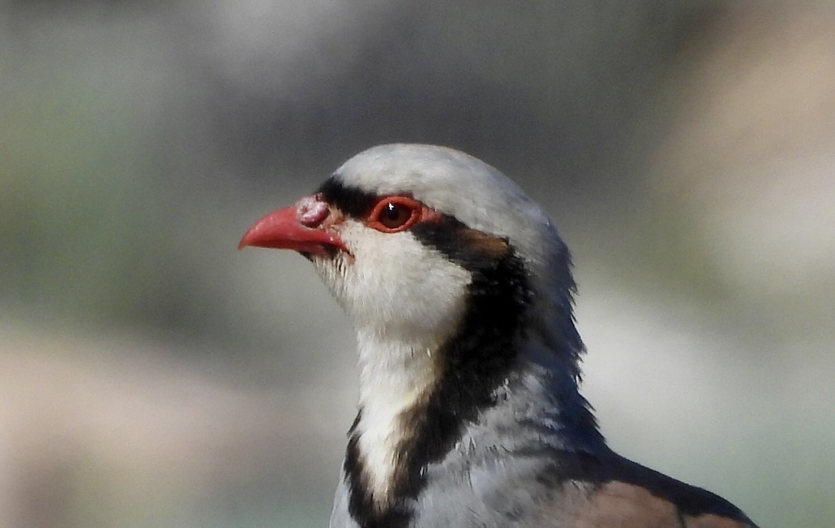 Chukar - ML620211508