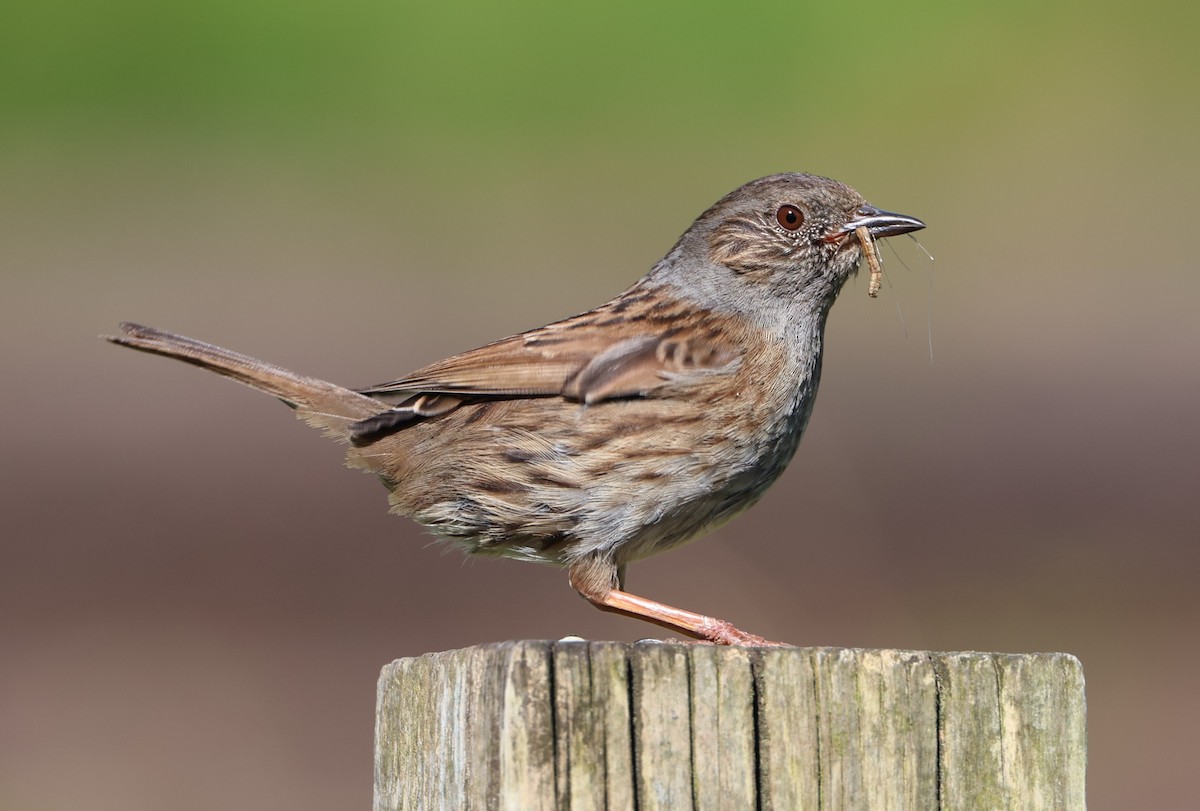 Dunnock - ML620211520