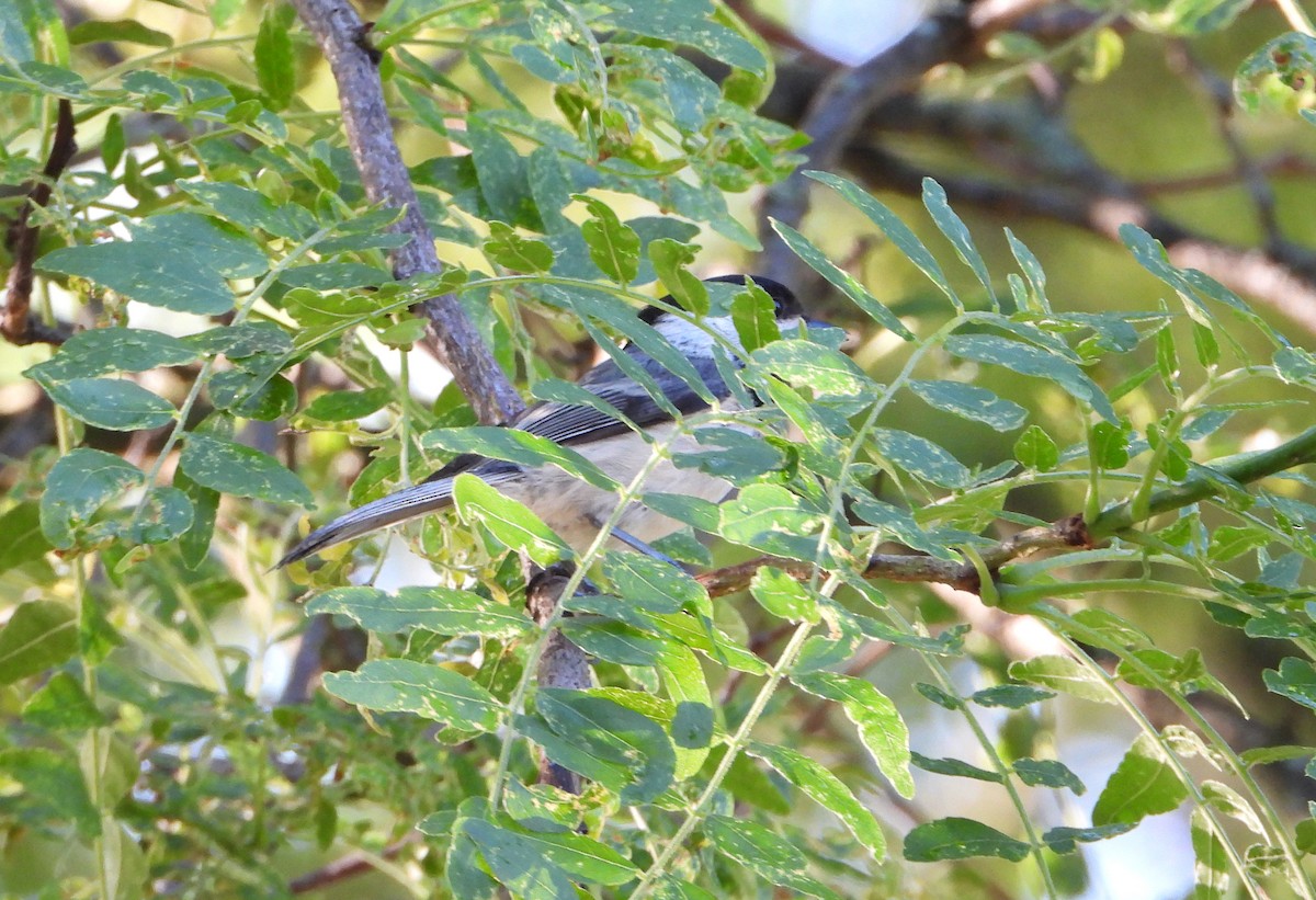 Black-capped Chickadee - ML620211525