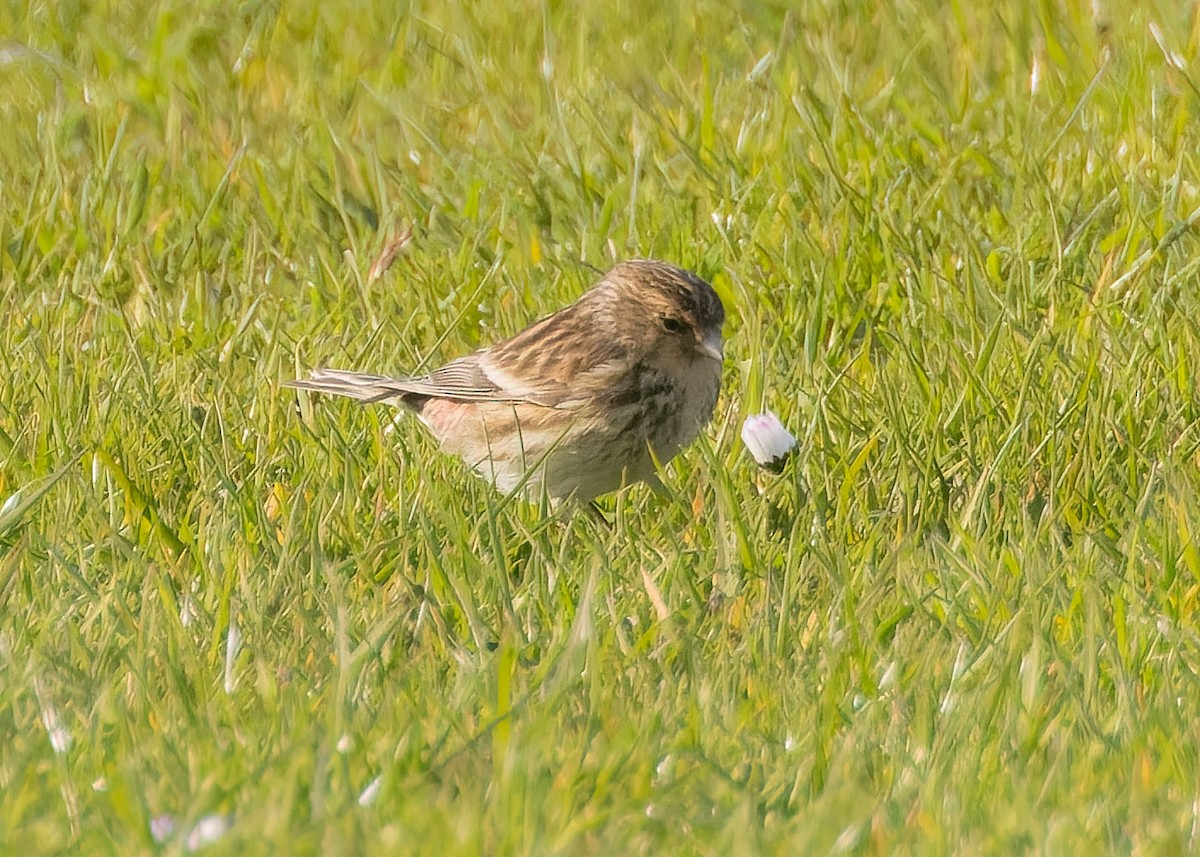 Twite - ML620211528