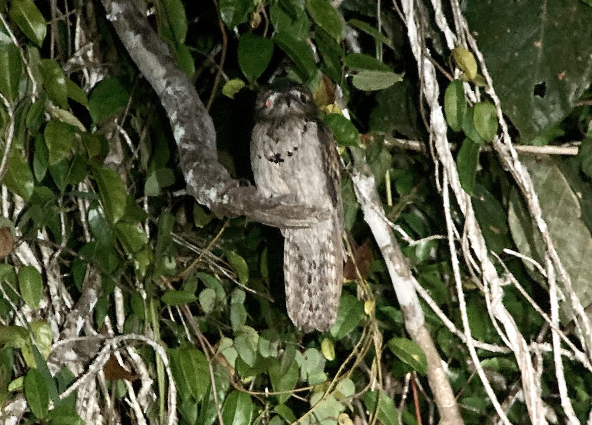 Northern Potoo - ML620211536