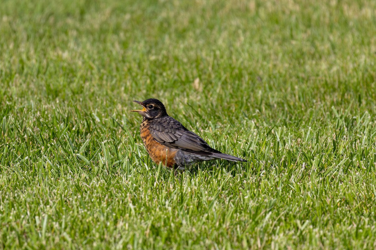 American Robin - ML620211538