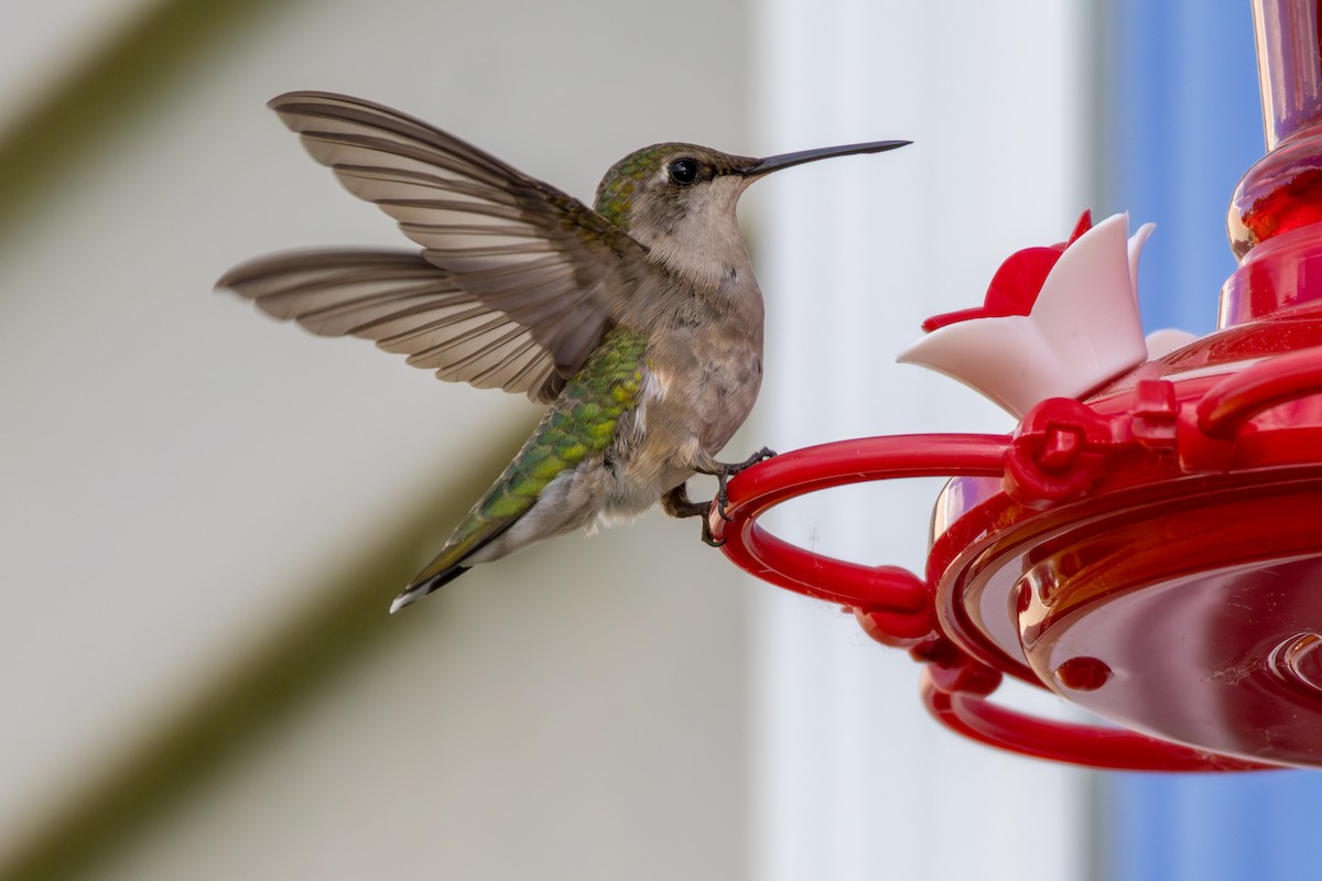Ruby-throated Hummingbird - ML620211541