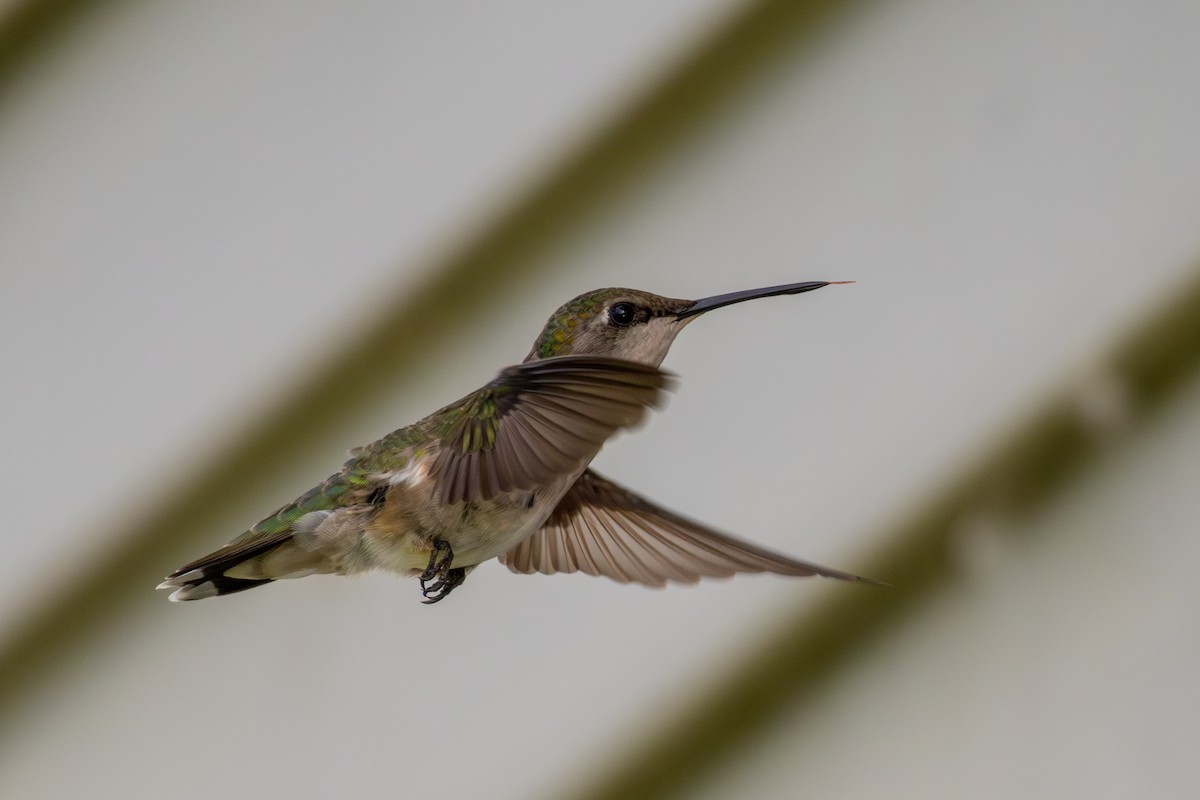 Ruby-throated Hummingbird - ML620211543