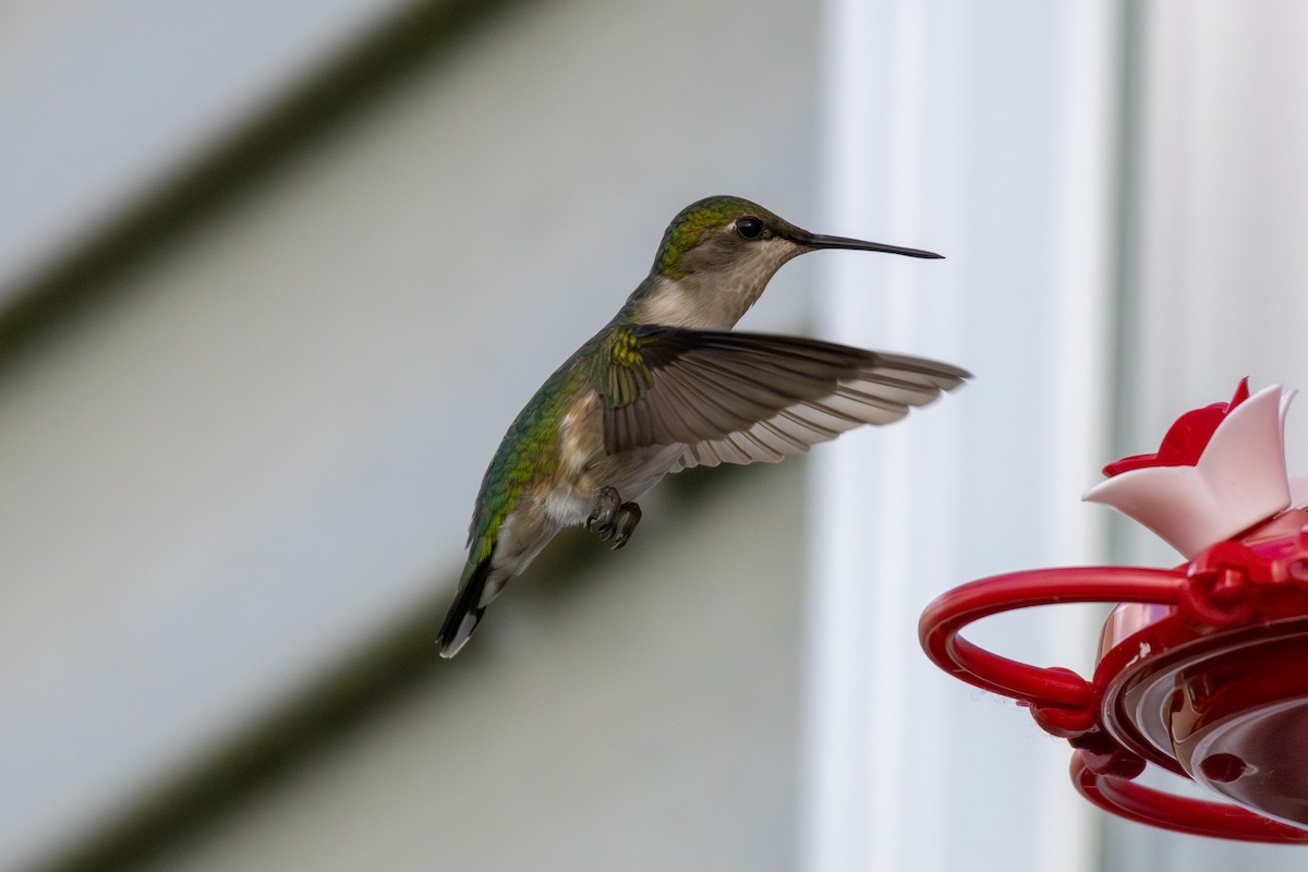 Ruby-throated Hummingbird - ML620211554