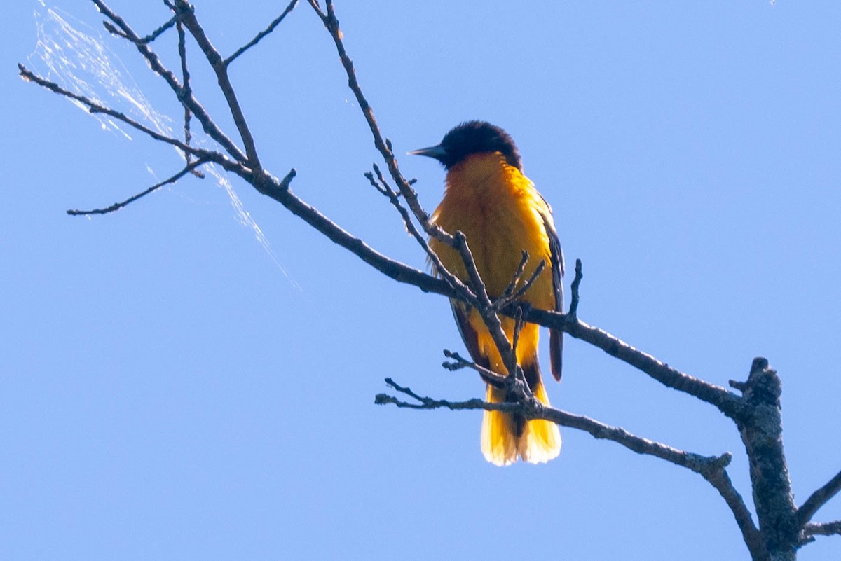 Baltimore Oriole - ML620211556