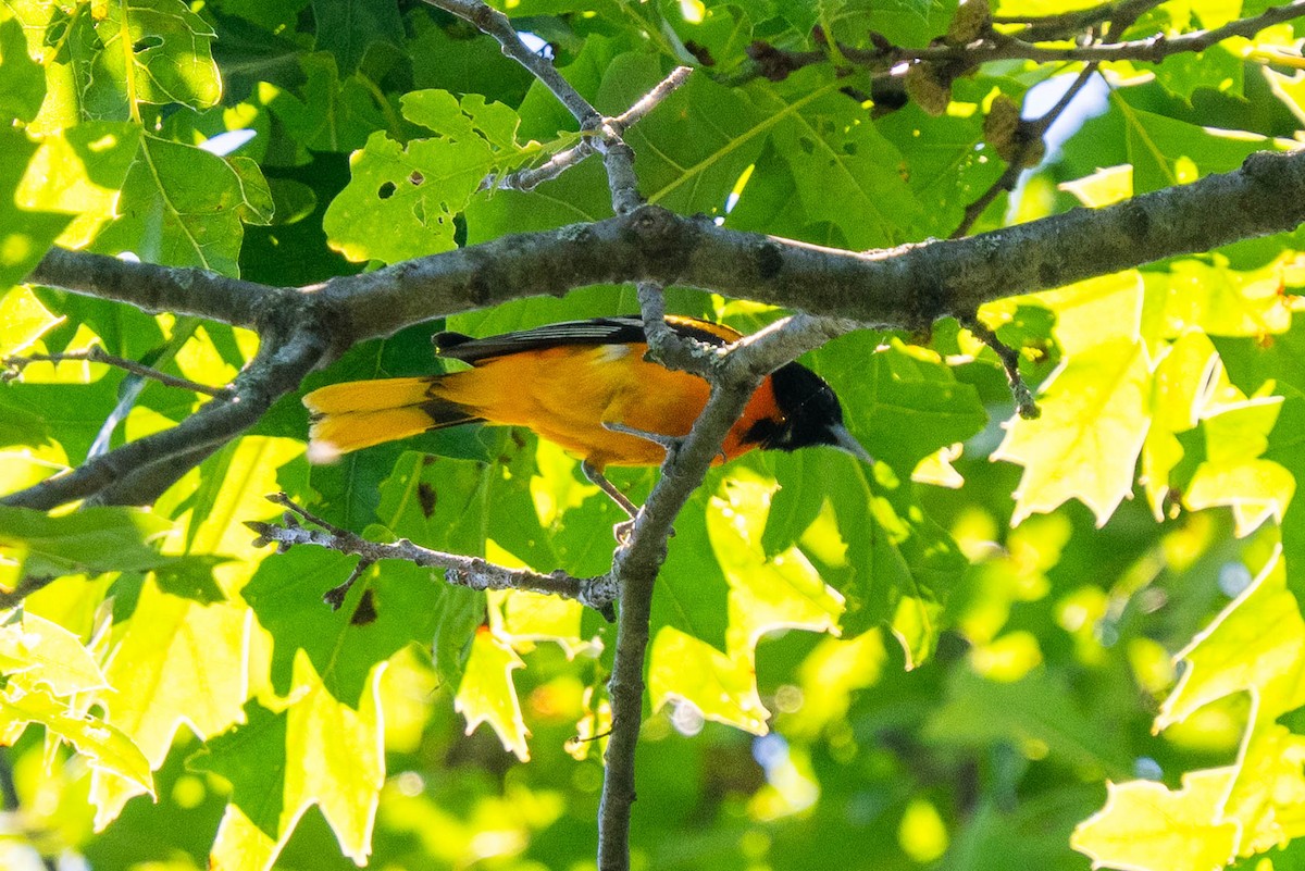 Baltimore Oriole - ML620211558