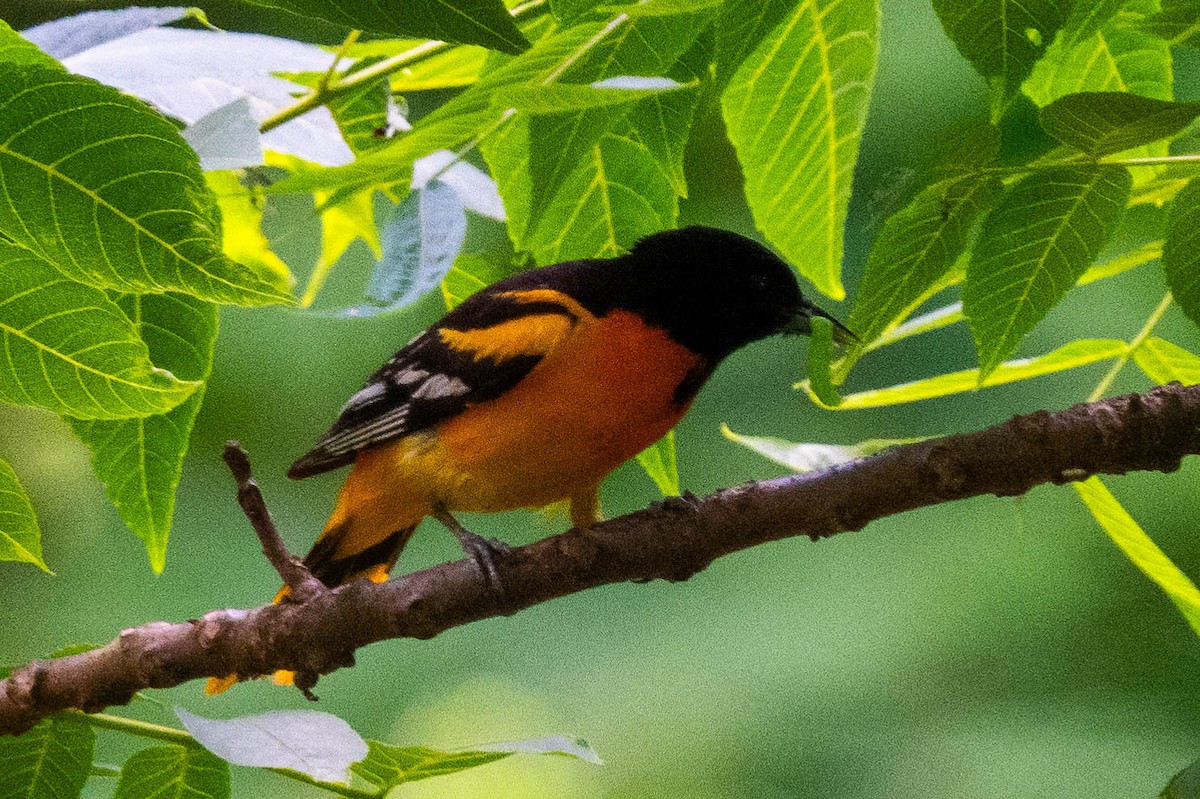 Baltimore Oriole - Ted Kavanagh