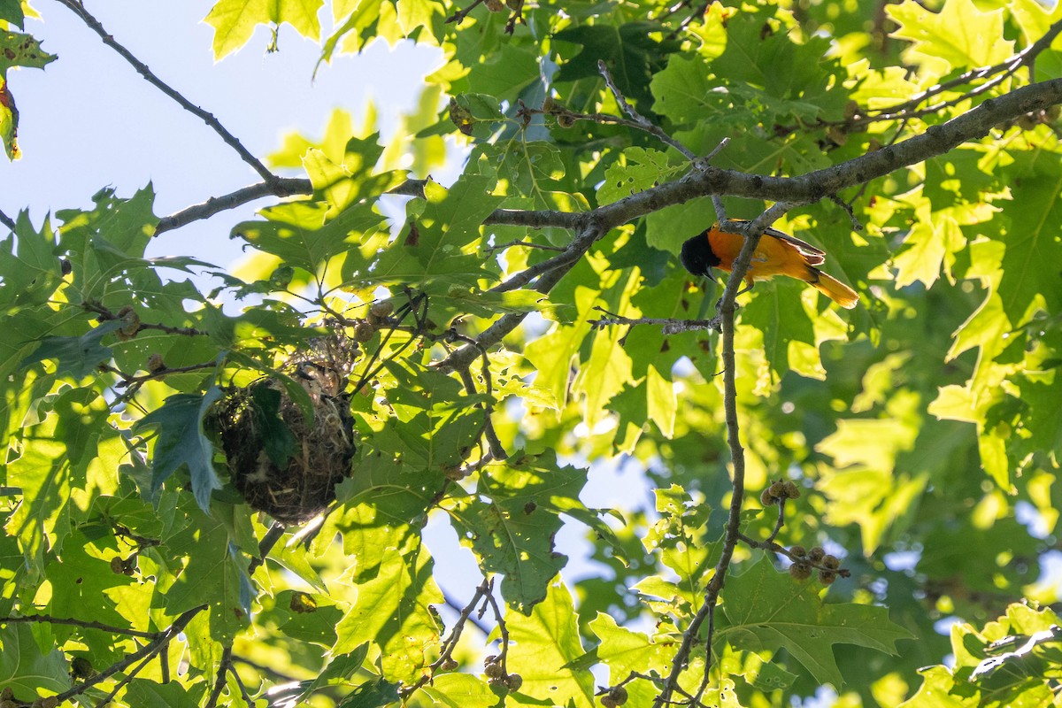 Baltimore Oriole - ML620211561