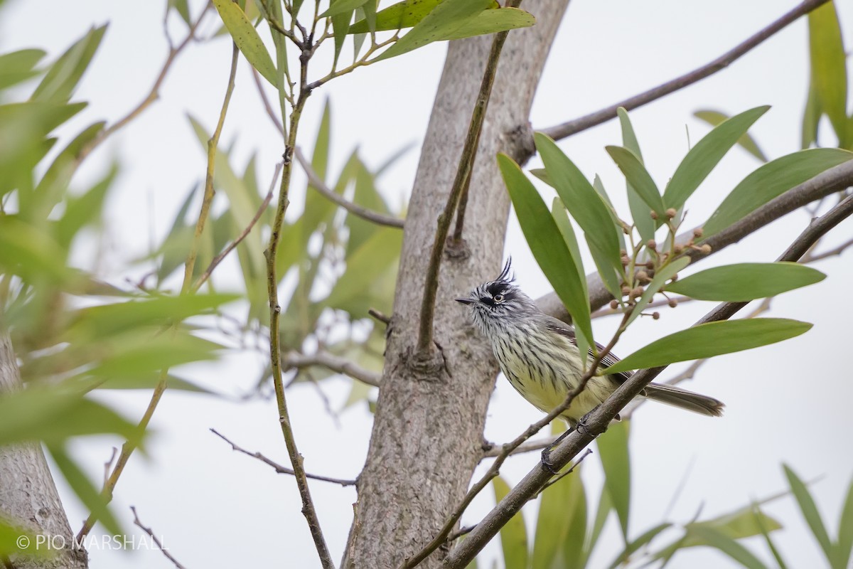 Tufted Tit-Tyrant - ML620211563