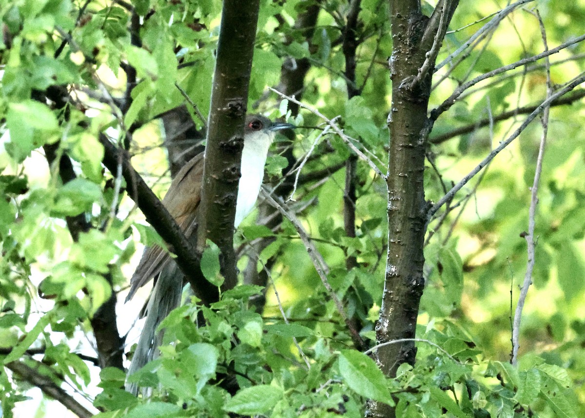 Black-billed Cuckoo - ML620211568