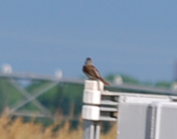 Dickcissel - ML620211570