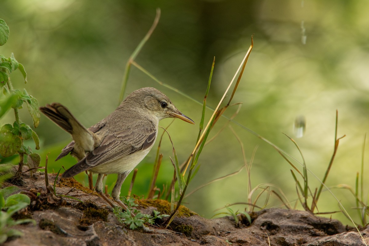 Eastern Olivaceous Warbler - ML620211586