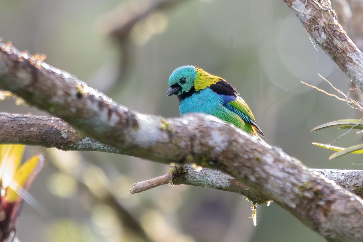 Green-headed Tanager - ML620211599