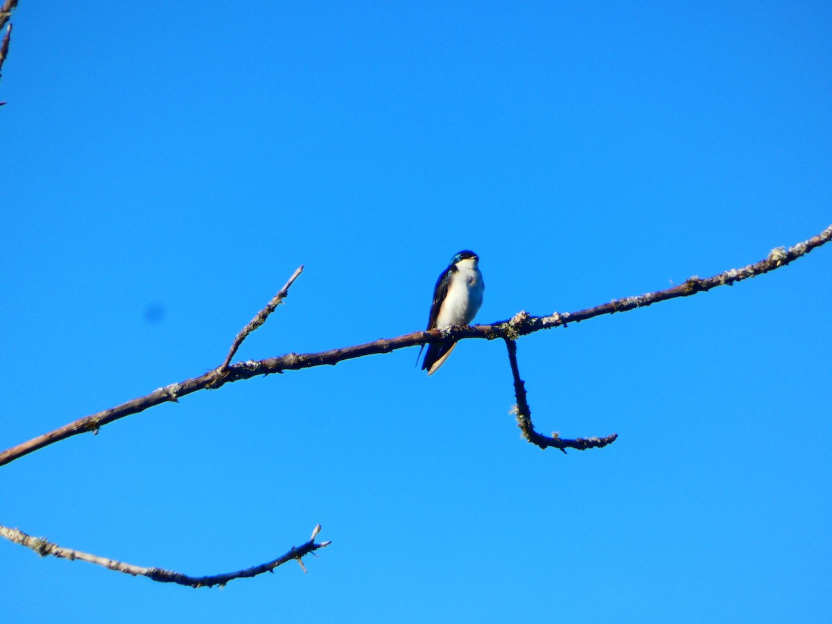 Tree Swallow - ML620211610