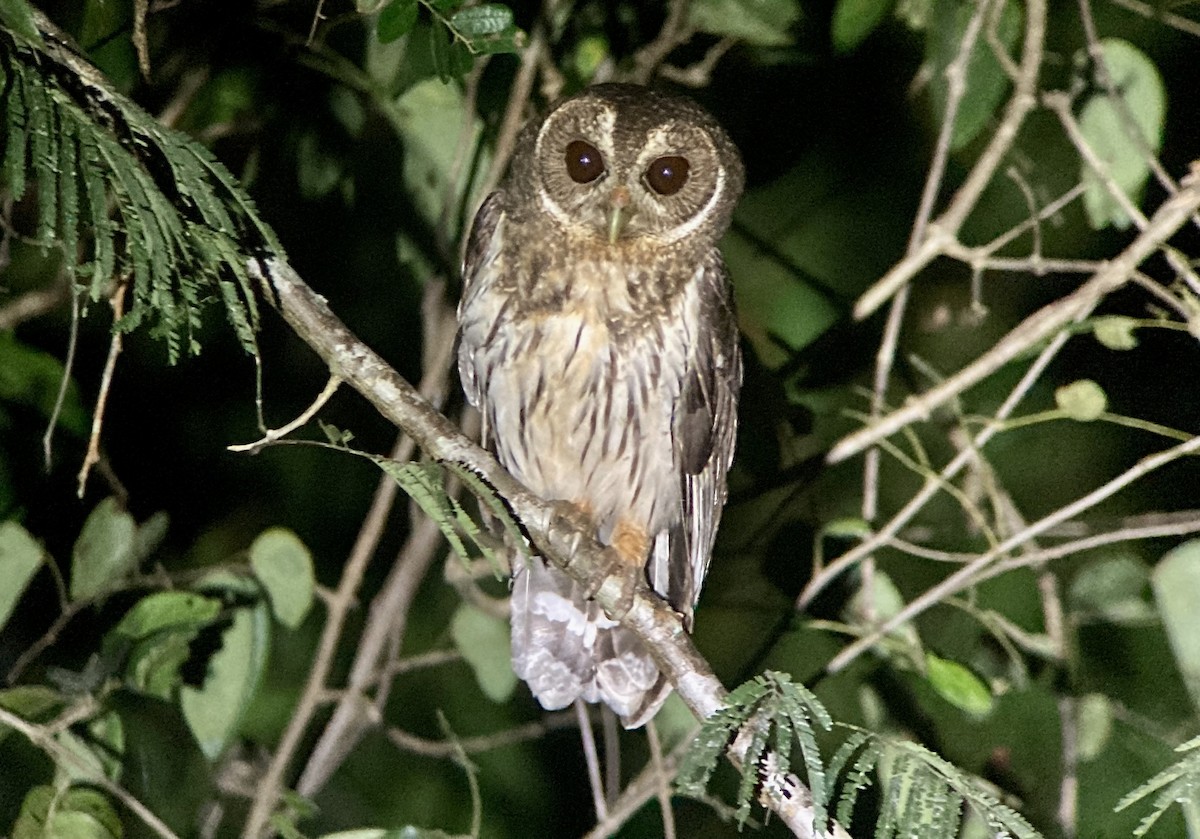 Mottled Owl - ML620211615