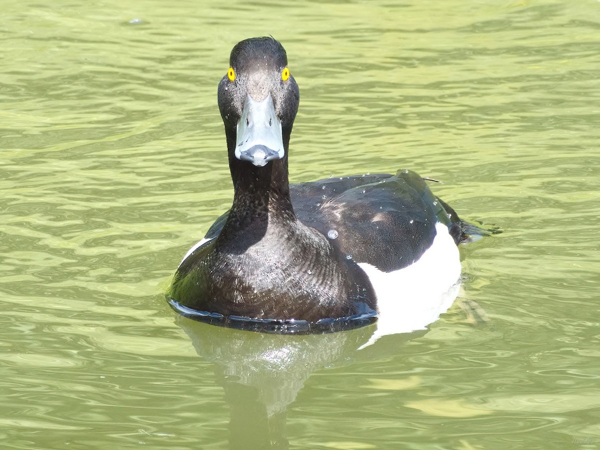 Tufted Duck - ML620211619