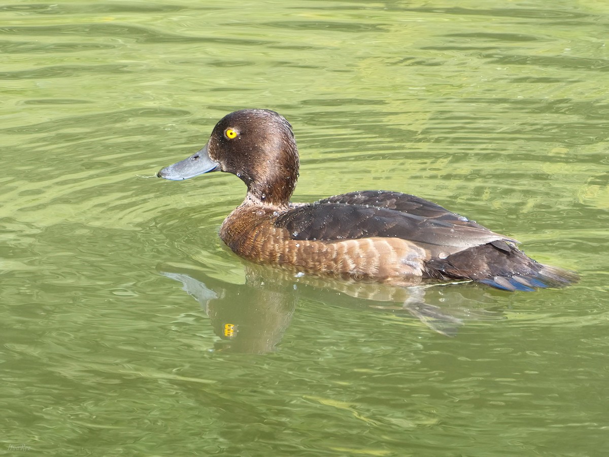 Tufted Duck - ML620211620
