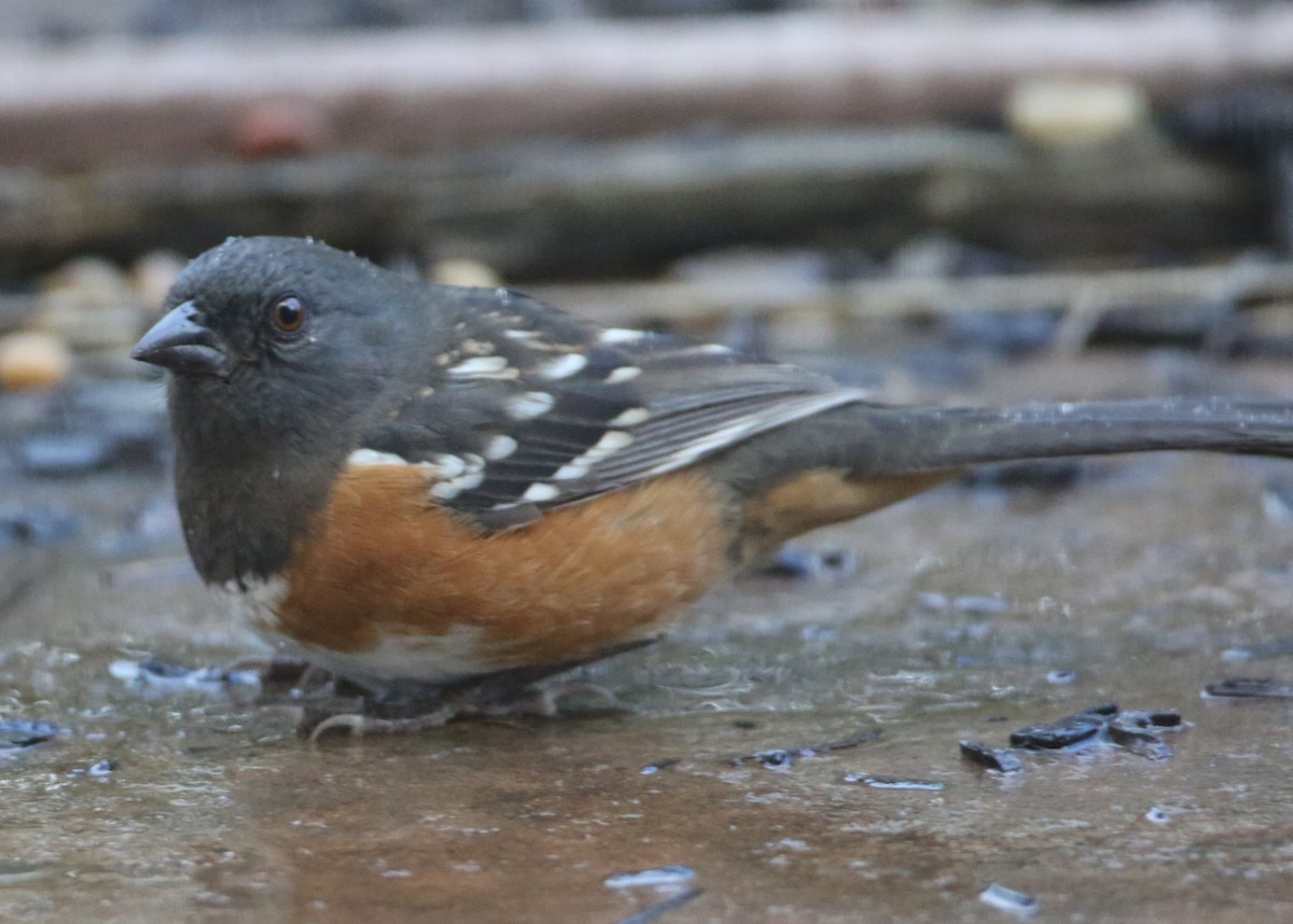 Spotted Towhee - ML620211628