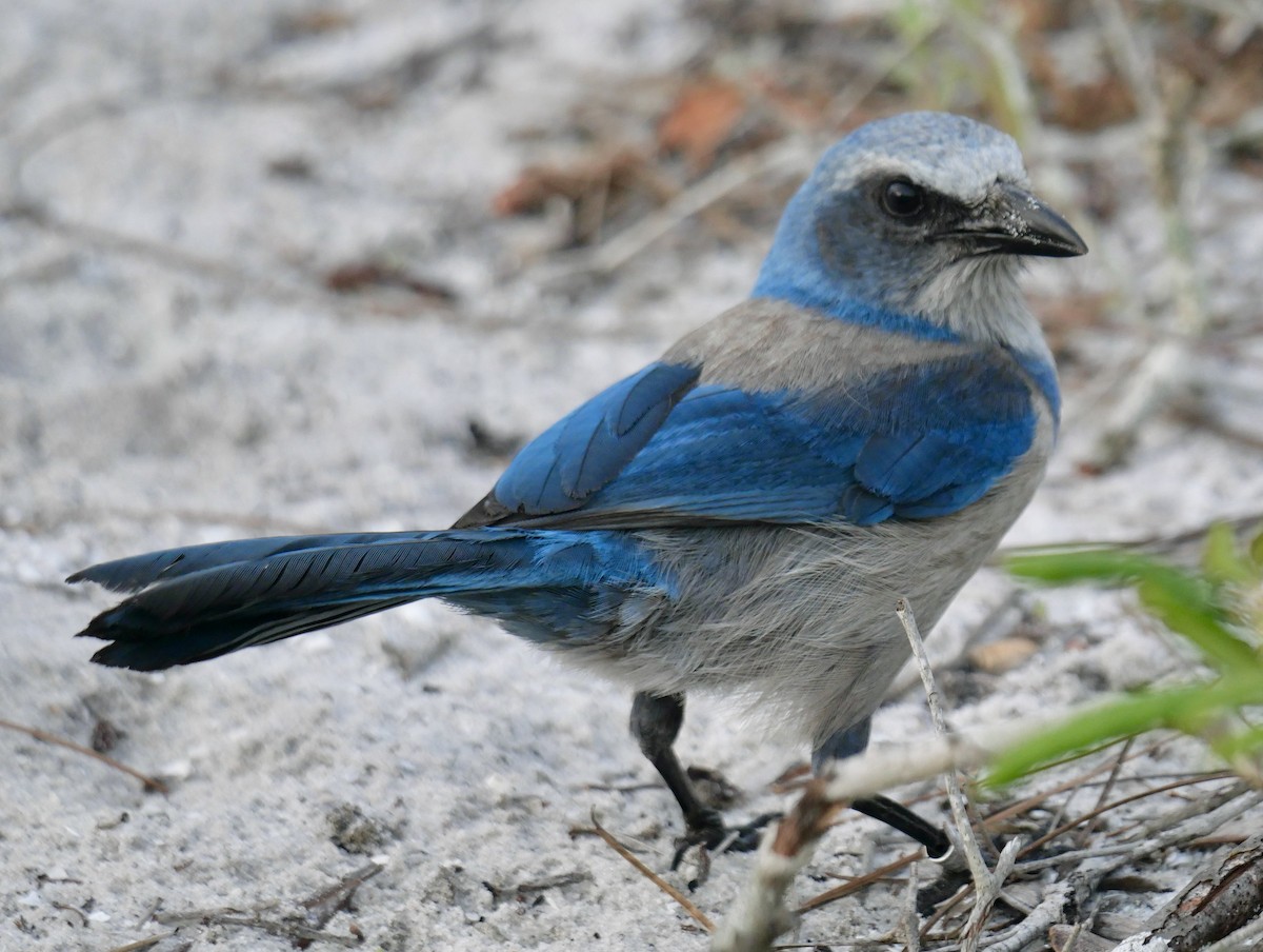 Florida Scrub-Jay - ML620211633