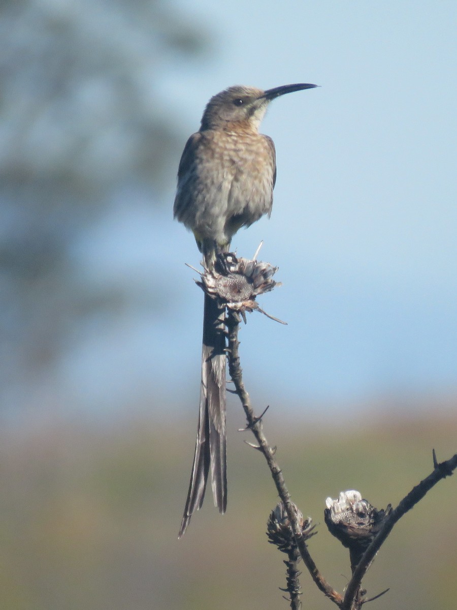 Cape Sugarbird - ML620211636