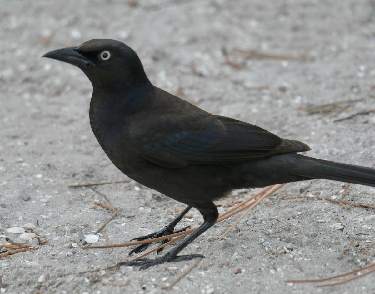 Common Grackle - ML620211646