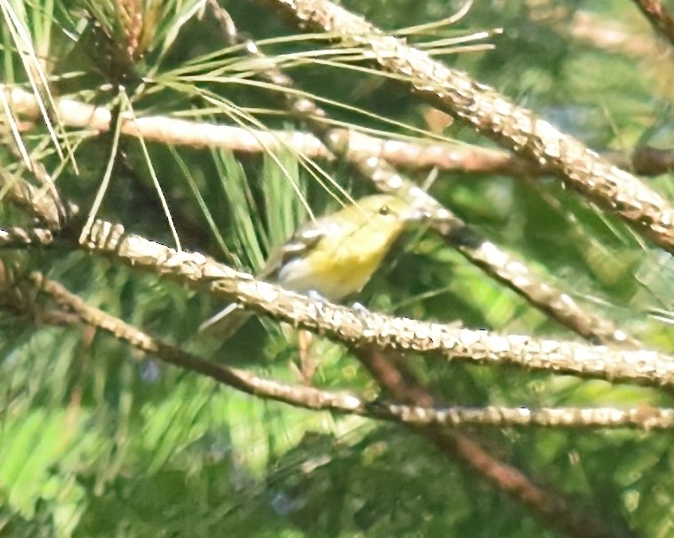 Viréo à gorge jaune - ML620211653