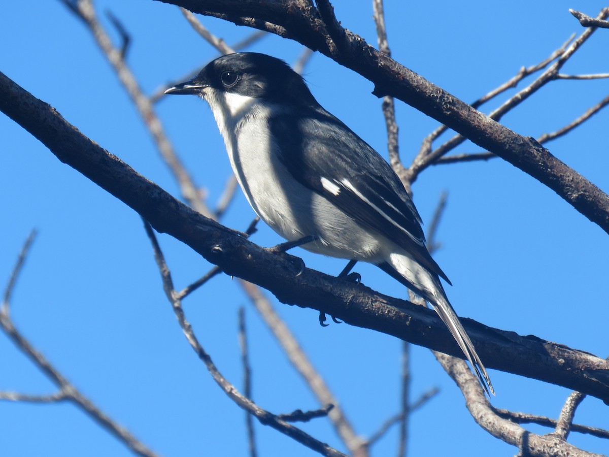 Fiscal Flycatcher - ML620211662