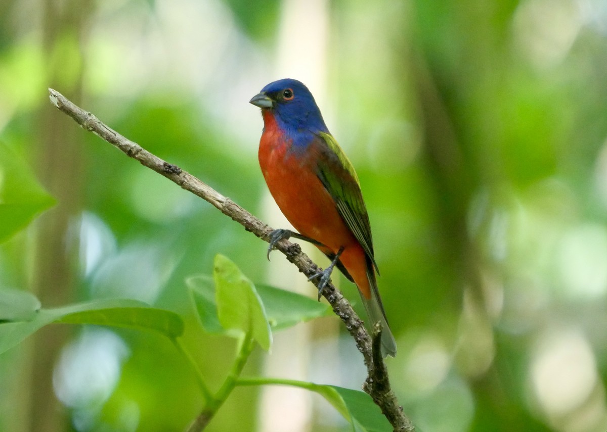 Painted Bunting - ML620211665