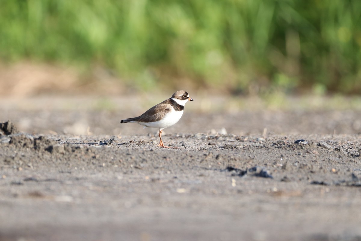 Semipalmated Plover - ML620211673