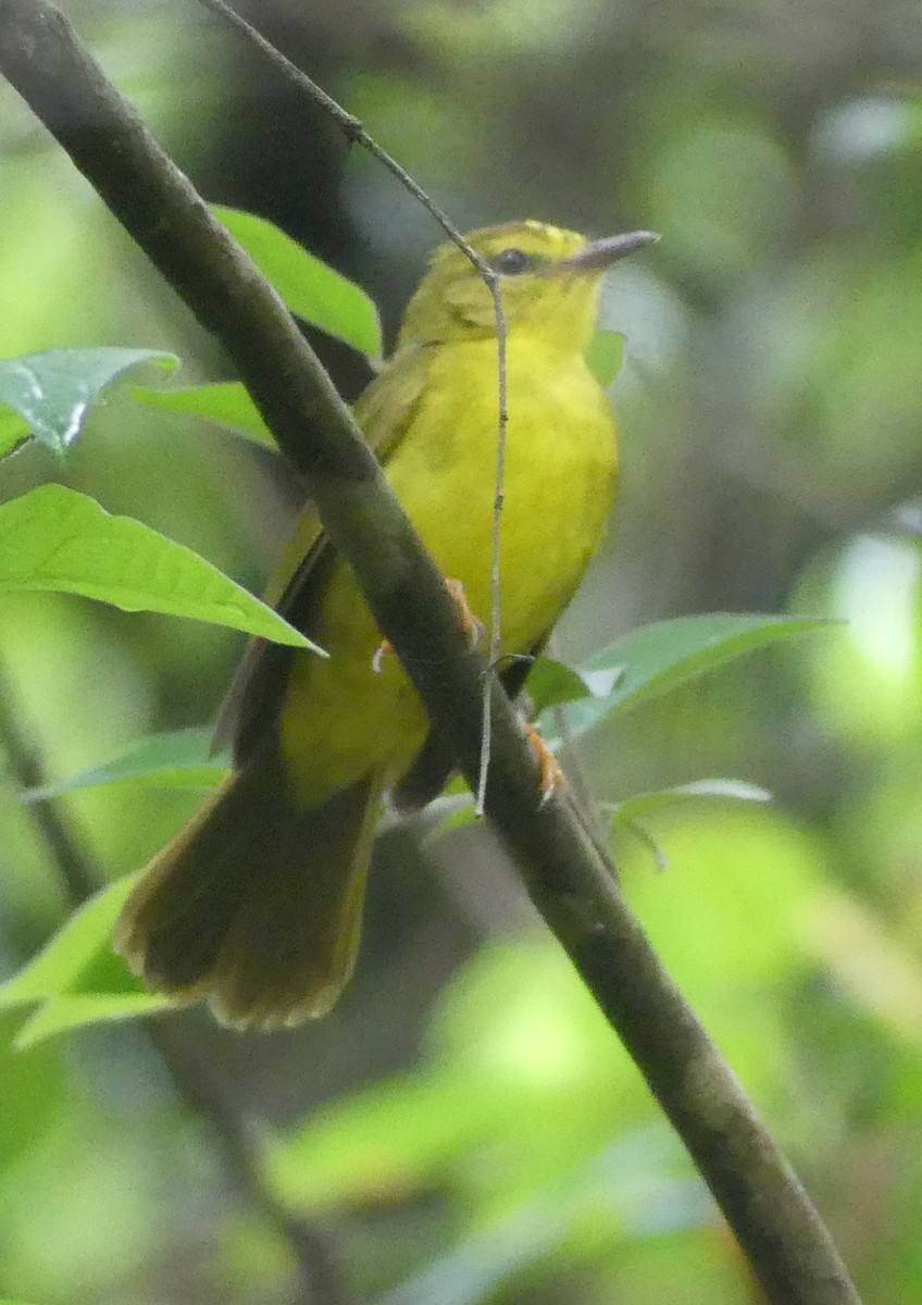 Flavescent Warbler - ML620211680