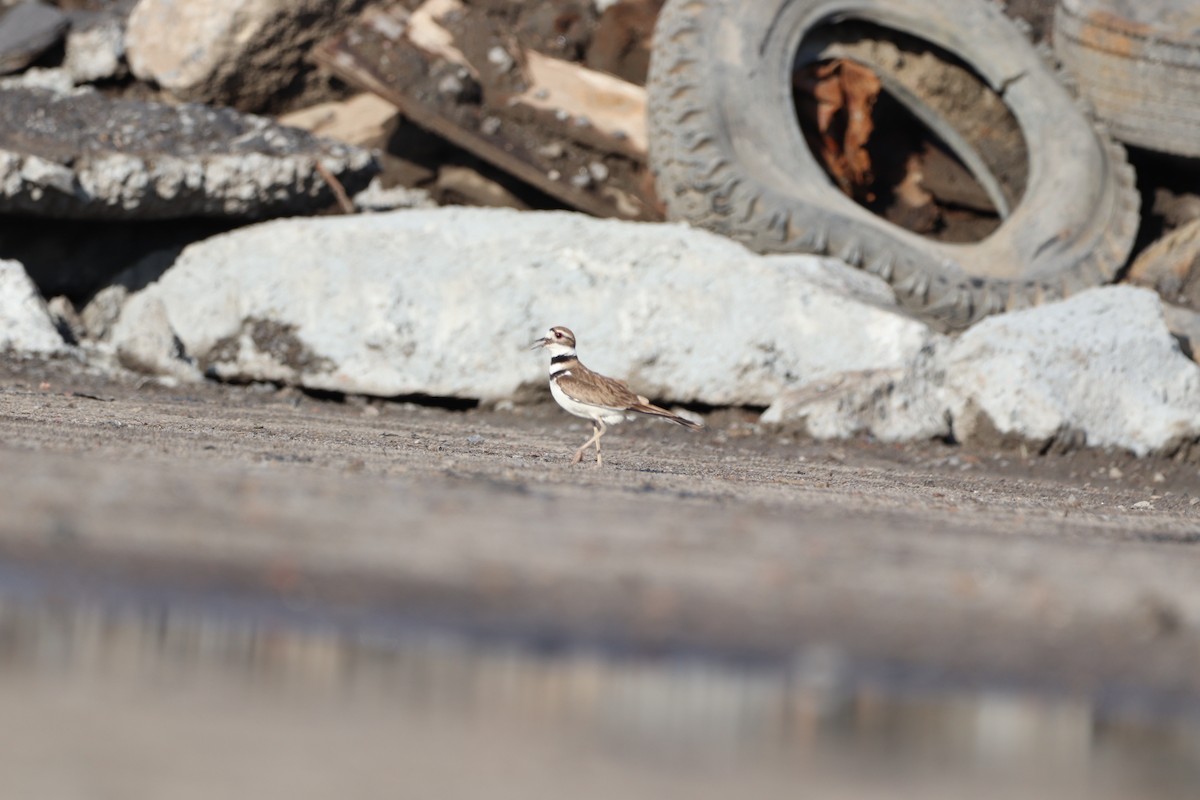 Killdeer - ML620211685